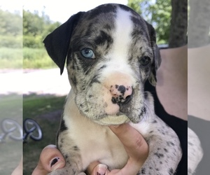 Boxer Puppy for sale in LAKE COMO, PA, USA
