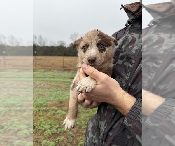 Medium Photo #6 Border Collie-Texas Heeler Mix Puppy For Sale in BRANTLEY, AL, USA