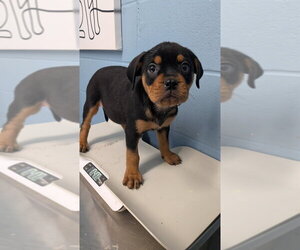 Rottweiler-Unknown Mix Dogs for adoption in Evansville, IN, USA