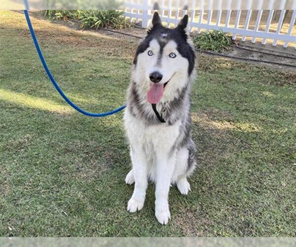 Medium Photo #1 Siberian Husky Puppy For Sale in San Clemente, CA, USA