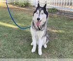 Small Siberian Husky