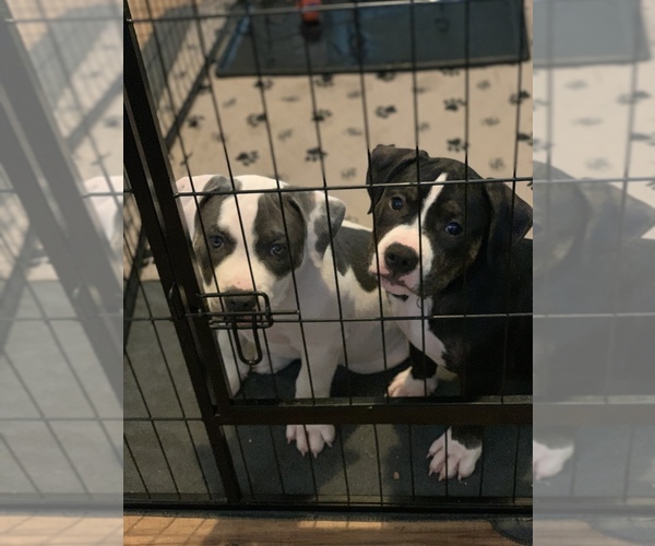Medium Photo #11 American Bully Puppy For Sale in EVERETT, WA, USA