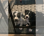 Small Photo #11 American Bully Puppy For Sale in EVERETT, WA, USA