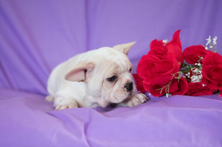 French Bulldog Puppy for sale in LEETONIA, OH, USA