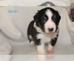 Miniature American Shepherd Puppy for Sale in SPENCER, Virginia USA