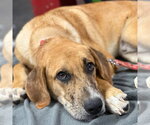 Small Photo #3 Mutt Puppy For Sale in Canton, CT, USA