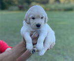 Small Photo #12 Golden Retriever Puppy For Sale in DOTHAN, AL, USA