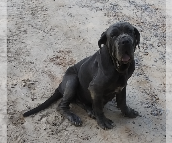 Medium Photo #3 Neapolitan Mastiff Puppy For Sale in Ellisville, MO, USA