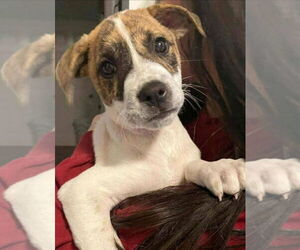 Boxer-Unknown Mix Dogs for adoption in Aurora, IN, USA