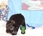 Small Photo #3 Schnauzer (Miniature) Puppy For Sale in CASSVILLE, MO, USA