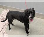 SCARLETT - Female Mutt Dog for Adoption - Small photo