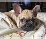 Small #3 French Bulldog