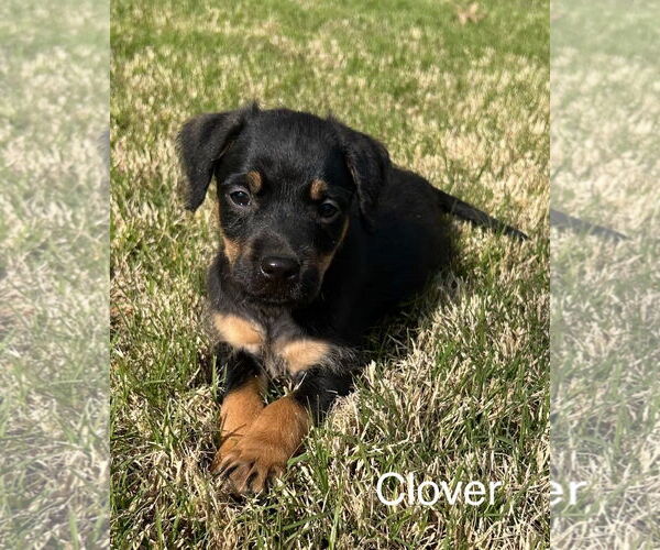 Medium Photo #1 Aussiedoodle Miniature  Puppy For Sale in Parker Ford, PA, USA