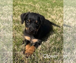 Aussiedoodle Miniature  Dogs for adoption in Parker Ford, PA, USA