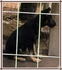 German Shepherd Dog Puppy for sale in MOUNT GILEAD, NC, USA