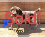 Small Photo #6 German Shorthaired Pointer Puppy For Sale in DES MOINES, IA, USA
