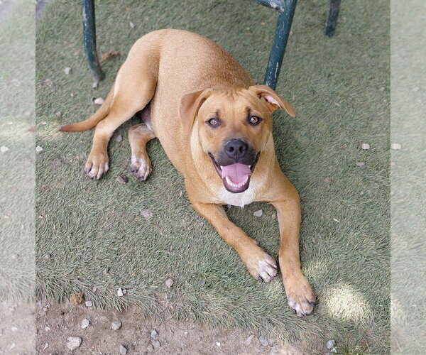 Medium Photo #7 Labrador Retriever-Unknown Mix Puppy For Sale in Tracy City, TN, USA