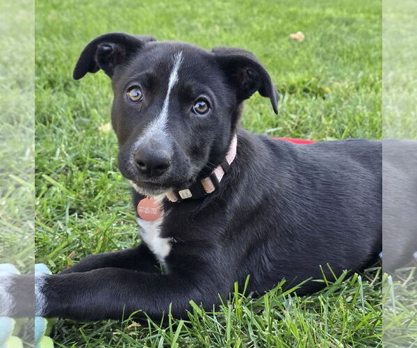 Medium Photo #4 Border Collie-Unknown Mix Puppy For Sale in Fargo, ND, USA