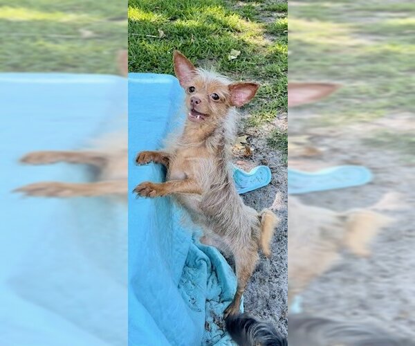 Medium Photo #6 Mutt Puppy For Sale in Weston, FL, USA