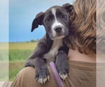 Small #4 American Bulldog-American Staffordshire Terrier Mix
