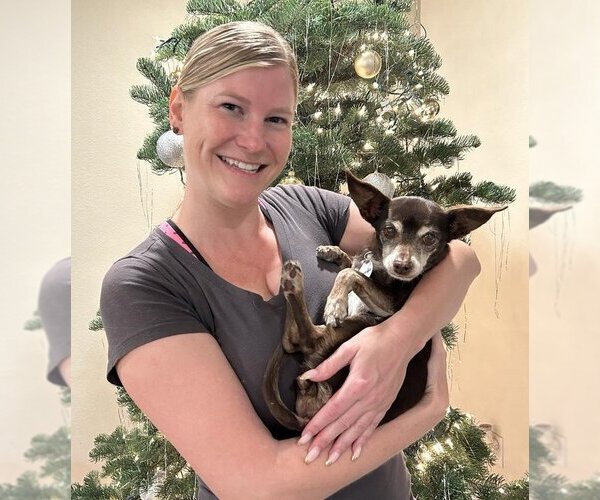 Medium Photo #5 Chihuahua Puppy For Sale in  Ramona, CA, USA