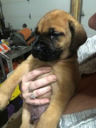 Medium Photo #5 Mastiff Puppy For Sale in GLENWOOD, MN, USA