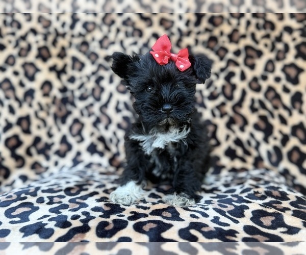 Medium Photo #1 Schnauzer (Miniature) Puppy For Sale in LAKELAND, FL, USA