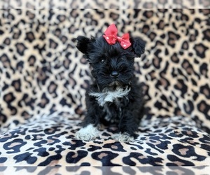 Schnauzer (Miniature) Puppy for sale in LAKELAND, FL, USA