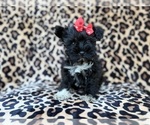 Zelda - Female Schnauzer (Miniature) Puppy for Sale - Small photo
