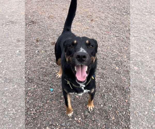 Medium Photo #6 Rottweiler-Unknown Mix Puppy For Sale in Webster, WI, USA