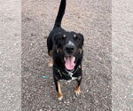 Small #5 Rottweiler Mix