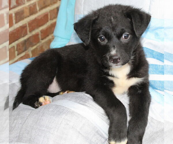 Medium Photo #2 Labrador Retriever-Unknown Mix Puppy For Sale in Prattville, AL, USA