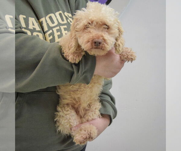 Medium Photo #3 Mutt Puppy For Sale in Huntley, IL, USA