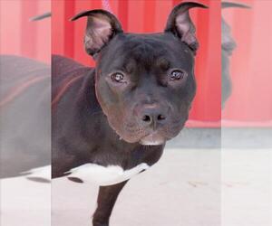 American Pit Bull Terrier Dogs for adoption in Tracy, CA, USA