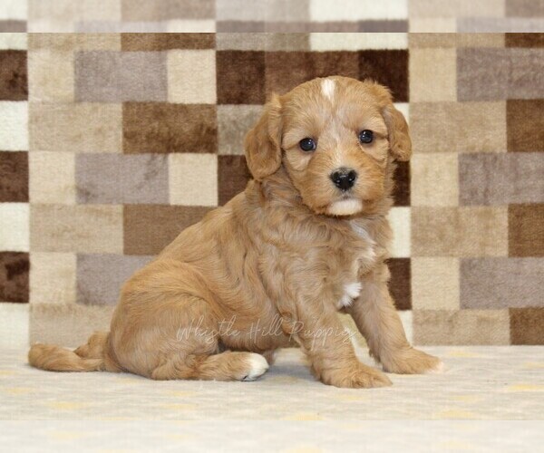 Medium Photo #1 Bernedoodle (Miniature)-Cavapoo (Miniature) Mix Puppy For Sale in DENVER, PA, USA