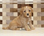 Small Bernedoodle (Miniature)-Cavapoo (Miniature) Mix