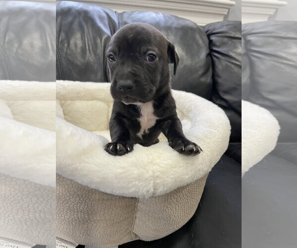 Medium Photo #17 Mutt Puppy For Sale in Derwood, MD, USA
