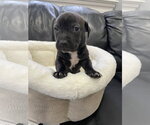 Small #16 Mutt