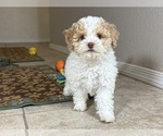 Small #5 Poovanese
