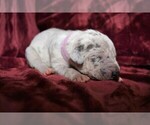 Small Photo #3 Great Dane Puppy For Sale in BRYAN, OH, USA