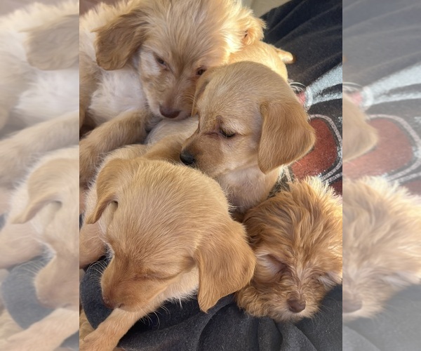 Medium Photo #1 Chihuahua Puppy For Sale in PHOENIX, AZ, USA