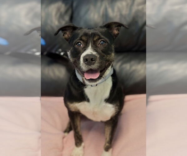 Medium Photo #1 Mutt Puppy For Sale in Spring Lake, NJ, USA