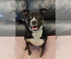 Mutt Dogs for adoption in Spring Lake, NJ, USA