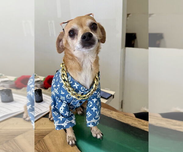 Medium Photo #6 Chihuahua Puppy For Sale in Studio City, CA, USA