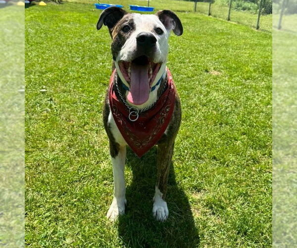 Medium Photo #1 American Pit Bull Terrier-Unknown Mix Puppy For Sale in Muskegon, MI, USA