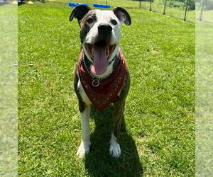 American Pit Bull Terrier-Unknown Mix Dogs for adoption in Muskegon, MI, USA