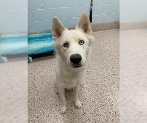 Siberian Husky-Unknown Mix Dogs for adoption in Brighton, CO, USA