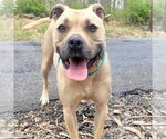 Small #5 American Staffordshire Terrier