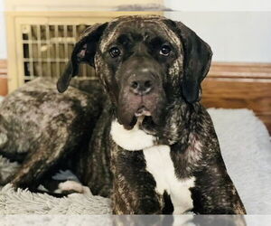 American Pit Bull Terrier-Great Dane Mix Dogs for adoption in Princeton, MN, USA