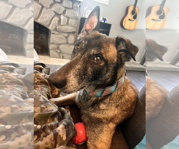 Medium Photo #20 Mutt Puppy For Sale in Stevens Point, WI, USA